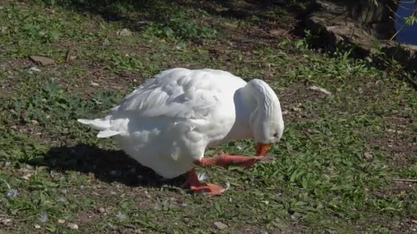 Big white goose at summer — Stock Video