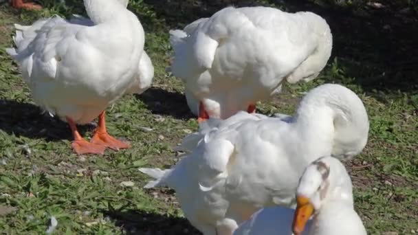 Grupo de gansos blancos grandes en verano — Vídeos de Stock