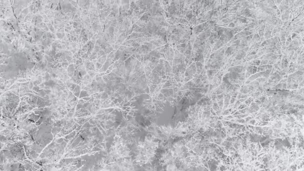 Aerial view of winter forest covered with snow — Stock Video