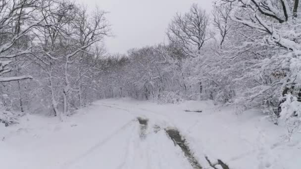 Bela floresta de inverno coberta de neve — Vídeo de Stock