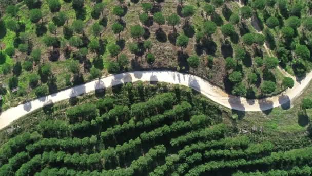 Aerial top view of orange tree groves on hills — Stock Video