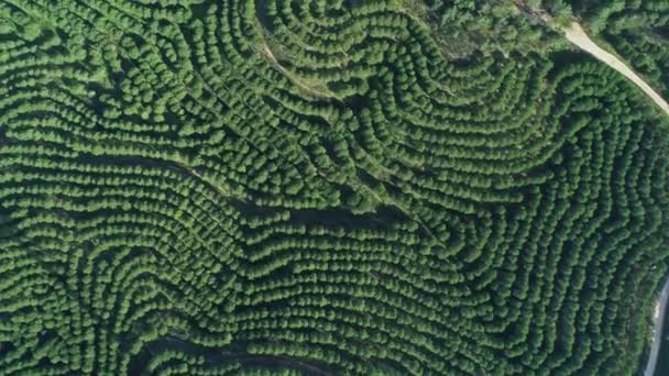 Aerial top view of orange tree groves on hills — Stock Video