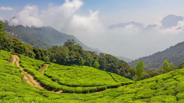 Mountain Tea Plantation i munnar, Kerala, Indien — Stockvideo