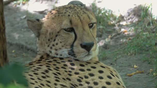 Leugenaar jaguar close-up portret — Stockvideo