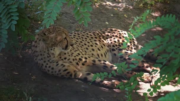 Retrato de jaguar mentiroso — Vídeo de stock