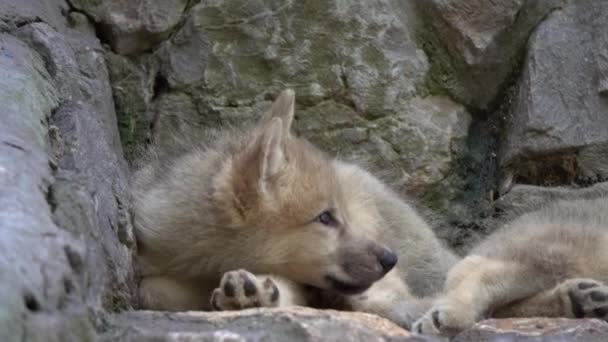 Witte wolvenwelp op de rotsen — Stockvideo