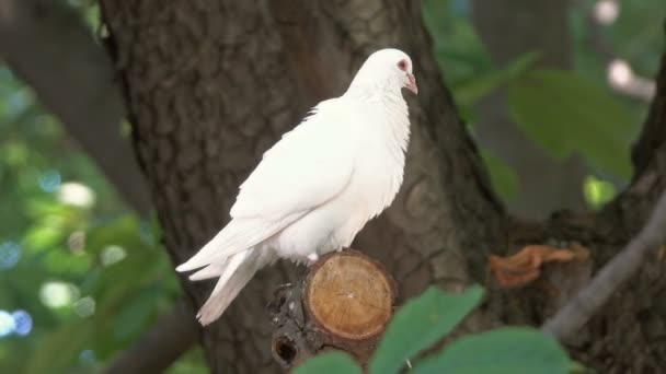 Witte duif zittend op boomtak — Stockvideo