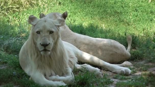 Twee witte leeuwen liggen op het groene gras — Stockvideo