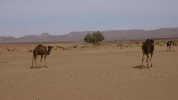 Grupa wielbłądów spacerujących po Saharze — Wideo stockowe