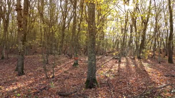 Landschaft mit fallenden Blättern im Herbstwald — Stockvideo