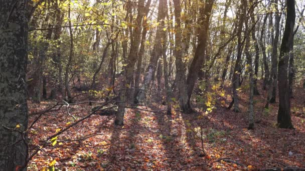 Paisagem com folhas caindo na floresta de outono — Vídeo de Stock
