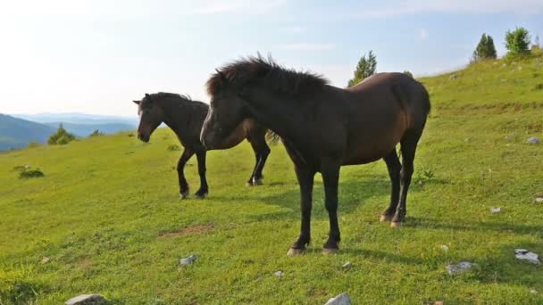 Dos caballos de color marrón oscuro pastan en las colinas, Serbia — Vídeos de Stock