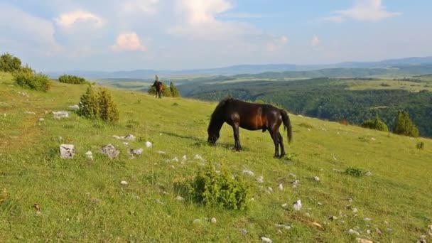 Dois cavalos castanhos escuros pastam nas colinas, Sérvia — Vídeo de Stock
