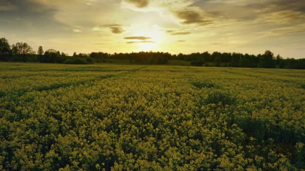 Flowering rapeseed field at sunset, timelpase — Stock Video