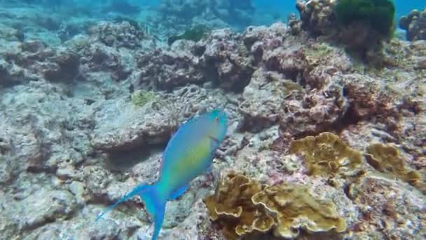 Andaman Denizi 'nde papağan balığı, Tayland — Stok video