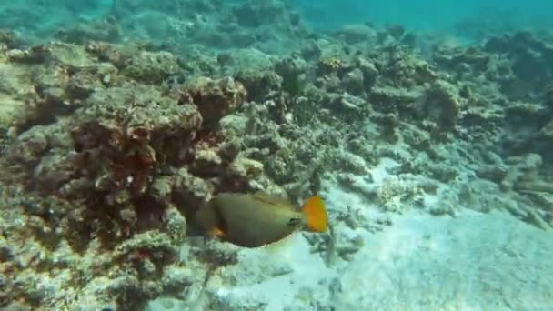 Orange-fodrad Triggerfish på korallrev — Stockvideo