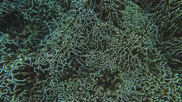 Mundo de corais subaquáticos de ilhas Similanas — Vídeo de Stock