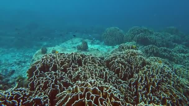 Underwater corals world of Similan islands — Stock Video
