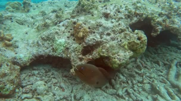 Гигантский мурей под водой в Индийском океане — стоковое видео