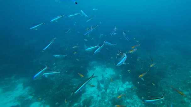 Cardume de pequenos peixes no mar abaixo da água — Vídeo de Stock