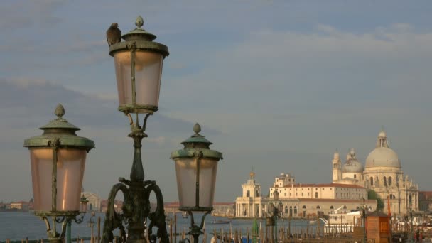 Taube auf Laterne in Venedig, Italien — Stockvideo