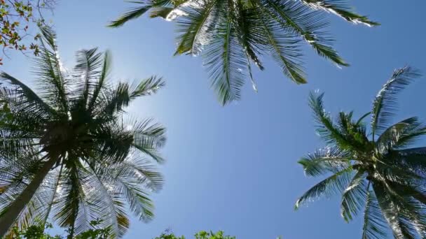 Sol brillando a través de hojas de palma de coco, 4k — Vídeo de stock