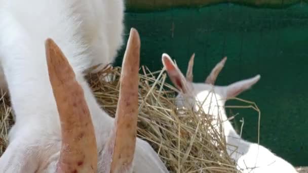 Cabras blancas comiendo hierba en el primer plano de la granja, 4k — Vídeo de stock