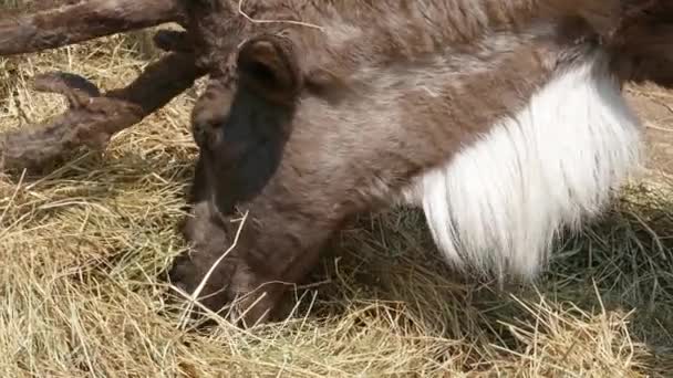 トナカイは干し草を間近で食べる、4k — ストック動画