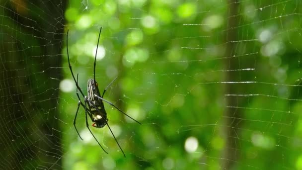 Grande aranha nephila com seu filhote na teia, 4k — Vídeo de Stock