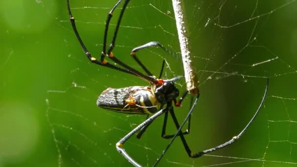 Araña grande de la nephila con su cachorro en la tela, 4k — Vídeos de Stock