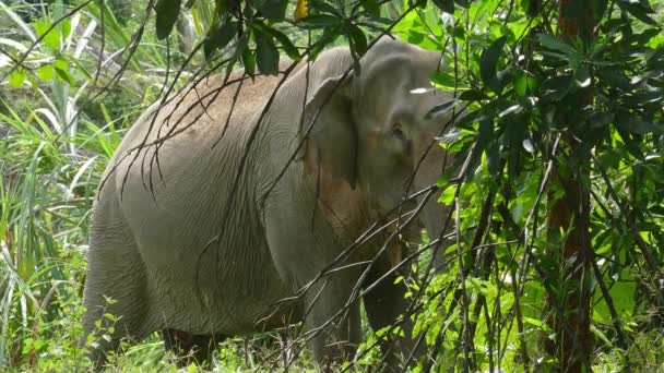 Indian elephant eating reed in jungle, Thailand — Stock Video