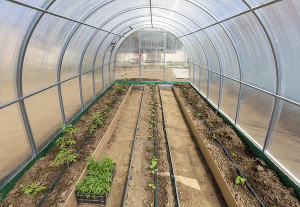 Gemüse in der Treibhausbewässerung — Stockfoto