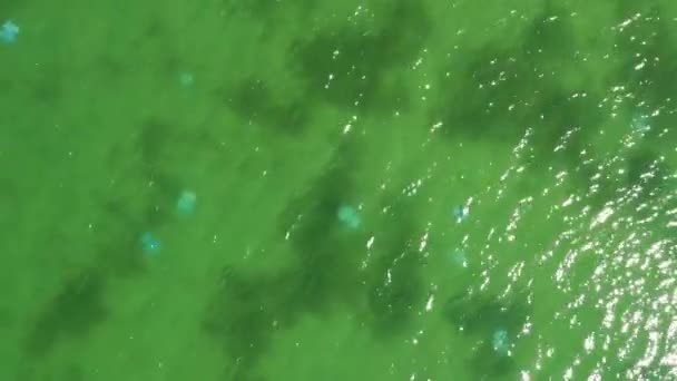 Vista aérea superior da água-viva na água do mar — Vídeo de Stock