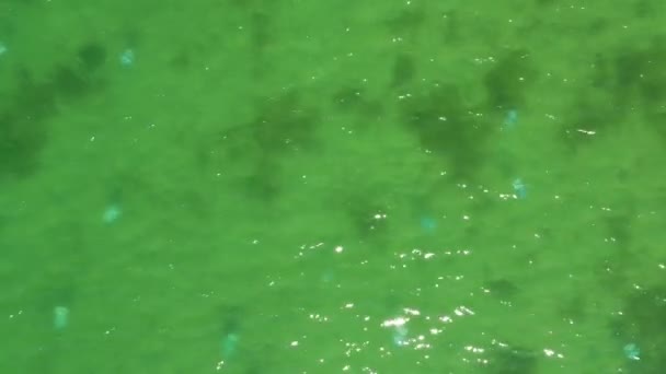 Вид сверху с воздуха на медуз в морской воде — стоковое видео