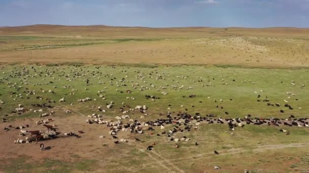 Avión de rebaños de pastoreo en pastos en Mongolia — Vídeo de stock