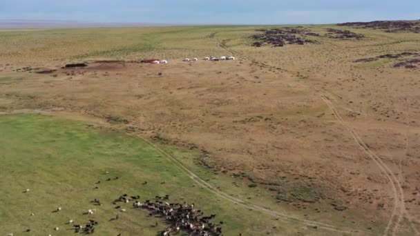 Antena de rebaños de pastoreo en pastos y yurtas — Vídeo de stock