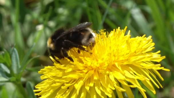 Abejorro en flor de diente de león amarillo — Vídeos de Stock