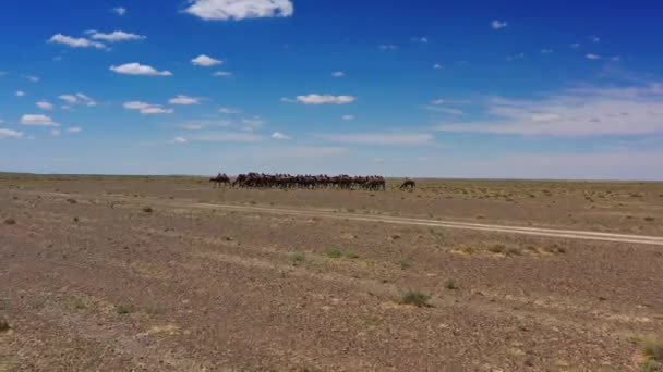 Vista aérea do grupo de camelos bactrianos na Mongólia — Vídeo de Stock