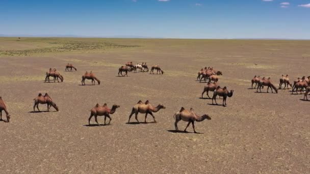 Letecký pohled na skupinu Baktrianských velbloudů v Mongolsku — Stock video