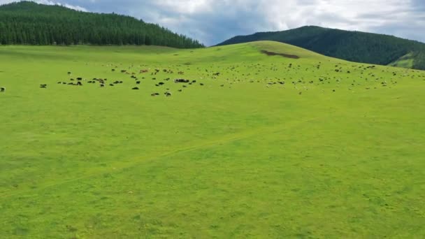 Aerea delle mandrie al pascolo sui pascoli in Mongolia — Video Stock