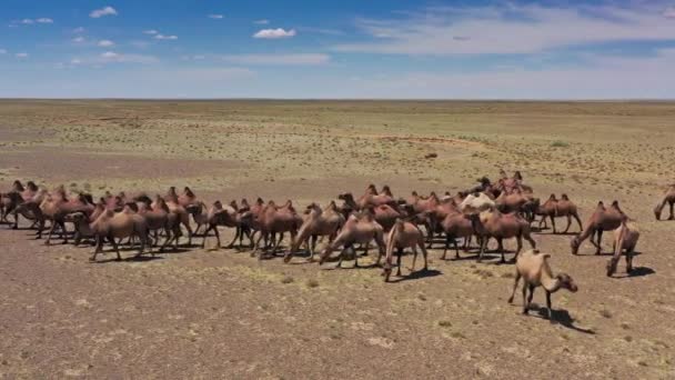 Letecký pohled na skupinu Baktrianských velbloudů v Mongolsku — Stock video