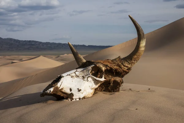 Bull skull in the sand desert at sunset — Stock Photo, Image