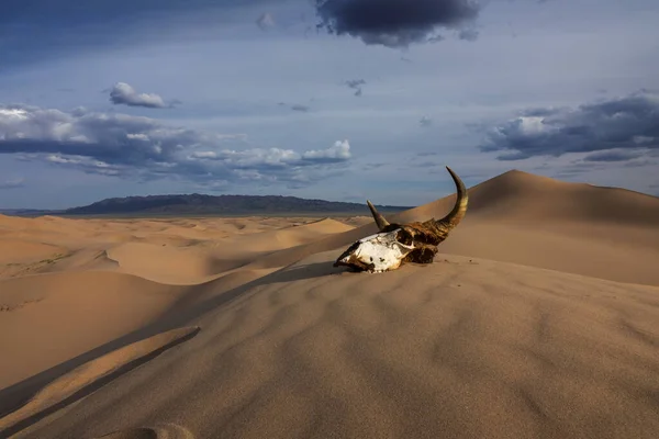Bull skull in the sand desert at sunset — Stock Photo, Image
