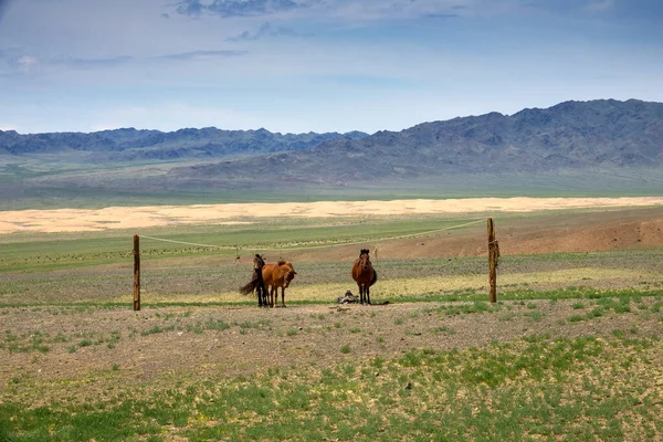 Mongolští koně přivázaní k držáku lana — Stock fotografie