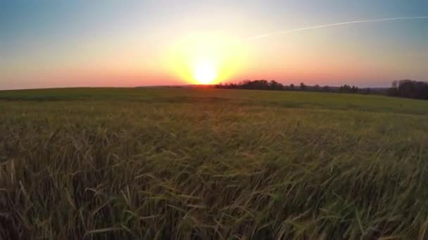 Πετώντας Προς Ηλιοβασίλεμα Πάνω Από Πεδίο Ώριμο Σιτάρι — Αρχείο Βίντεο