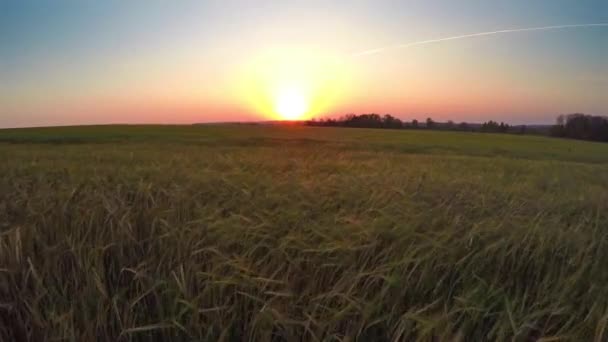 Vliegen Naar Zonsondergang Het Veld Met Rijpe Tarwe — Stockvideo