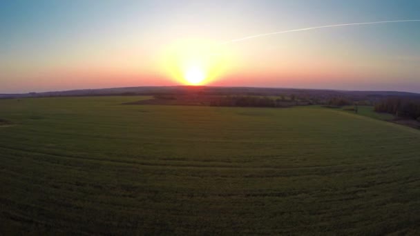 Volando Atardecer Sobre Campo Con Trigo Maduro — Vídeo de stock