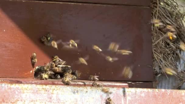 Bee Hive Roy Bees Flies Beehive Carry Pollen Fields — Stock Video