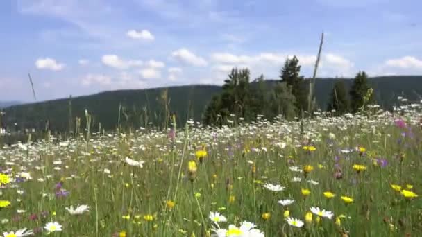 Wandelen Door Een Bloeiende Weide Met Madeliefjes — Stockvideo