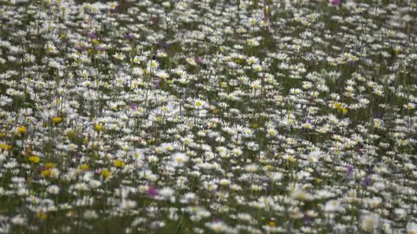 Sommar Äng Med Prästkragar Bakgrund — Stockvideo